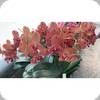 Phal. Fusheng Fairy Tale ES